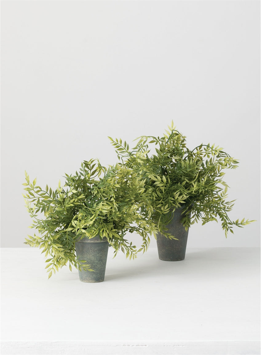 Wisteria Potted Plant