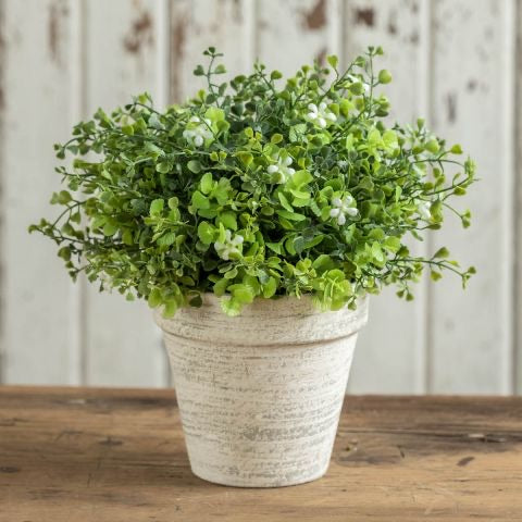 9" WHITE FLOWERING GREENS IN CERAMIC POT