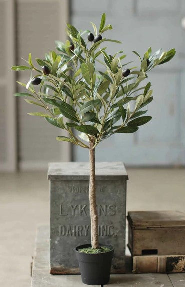 Potted Olive Tree
