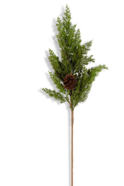 Cedar Pine Branch