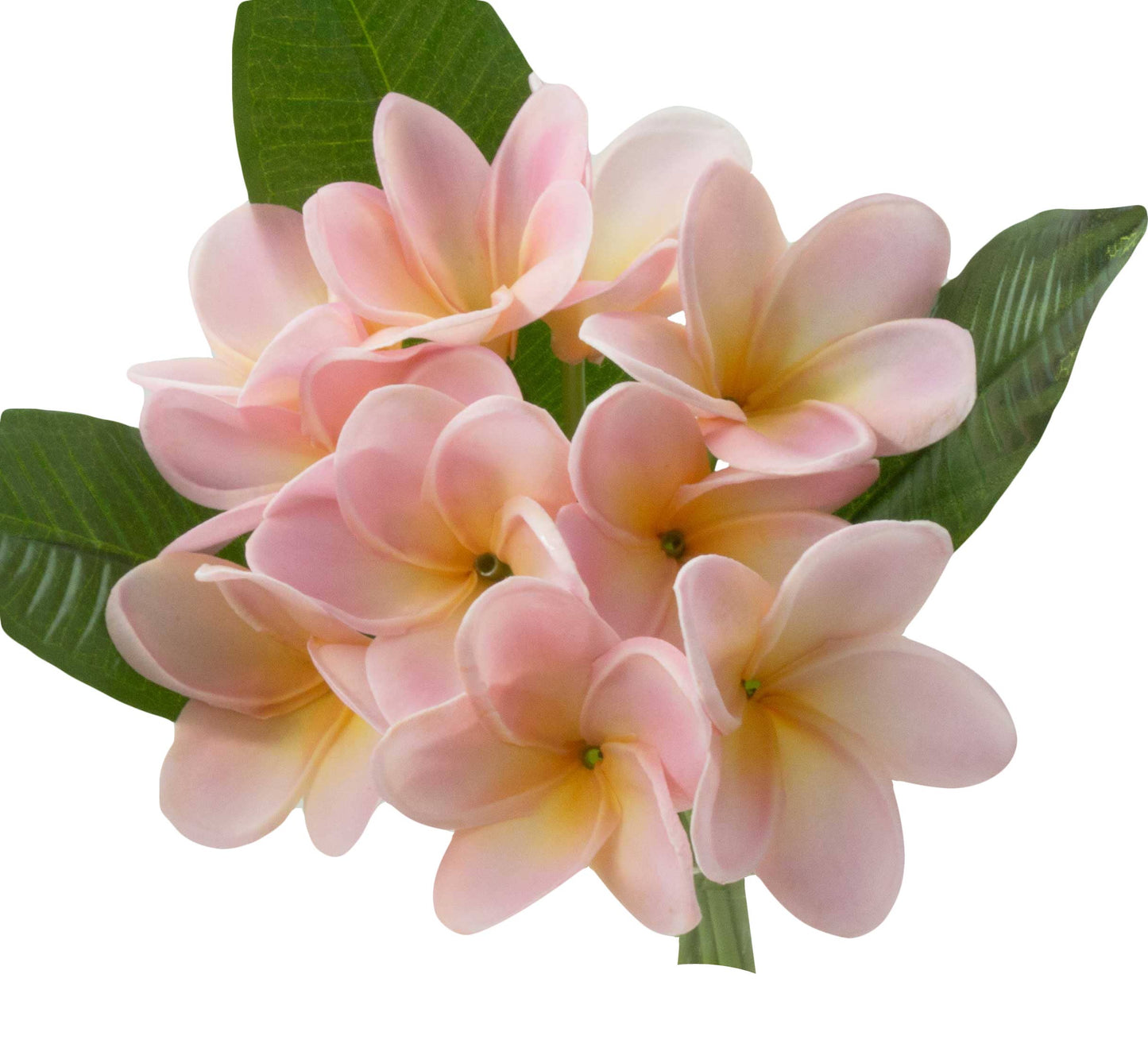 Pack of 10-Artificial Real touch Plumeria Frangipani bundle