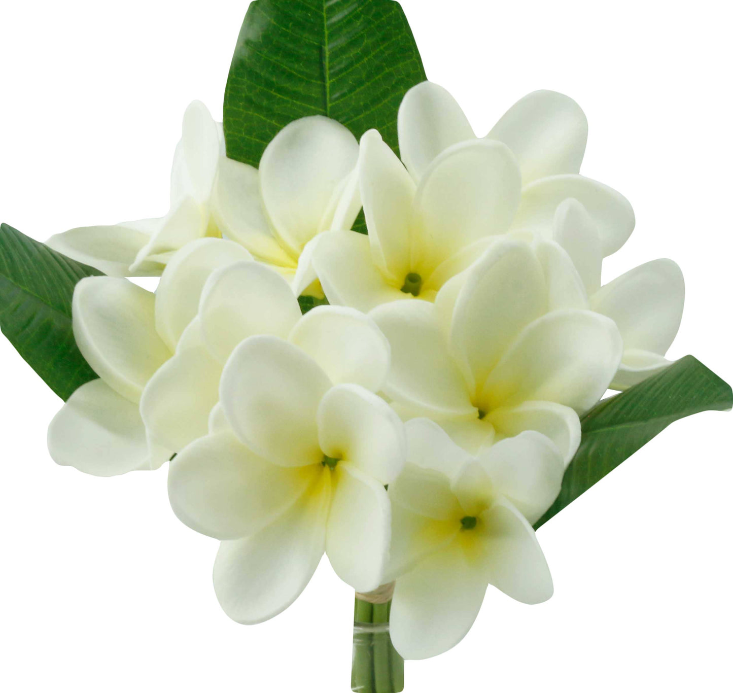 Pack of 10-Artificial Real touch Plumeria Frangipani bundle