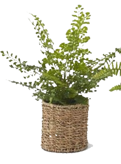 Ferns in Woven Basket