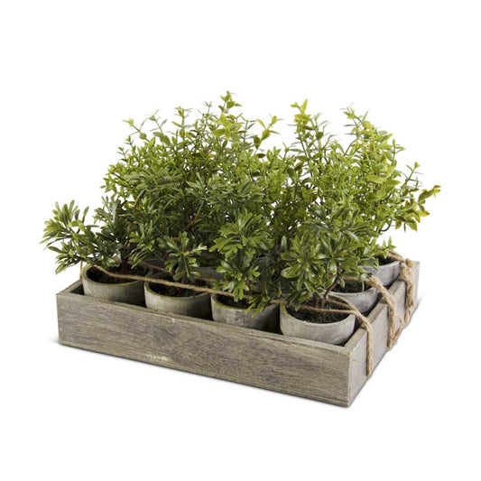 Potted Herb