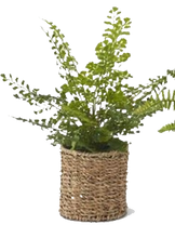 Load image into Gallery viewer, Ferns in Woven Basket
