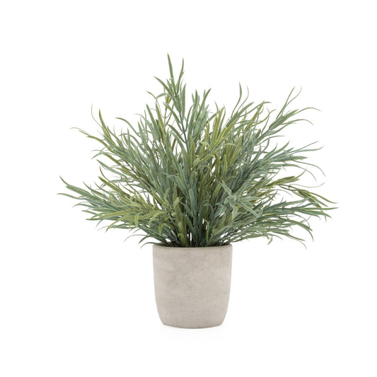 Solaro Potted Lavender