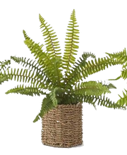 Load image into Gallery viewer, Ferns in Woven Basket
