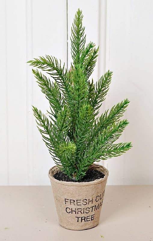 Fresh Cut Spruce Pine Tree-