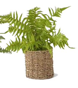 Ferns in Woven Basket