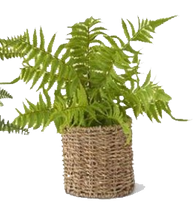 Load image into Gallery viewer, Ferns in Woven Basket

