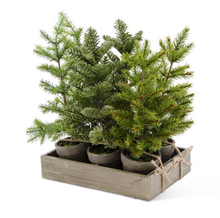 Load image into Gallery viewer, Tall Pines in Gray Pot
