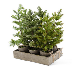 Tall Pines in Gray Pot
