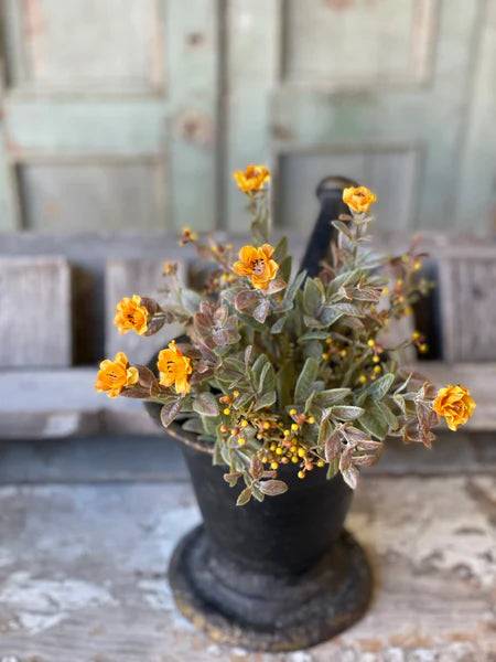 Mustard Autumn Rosette Bush