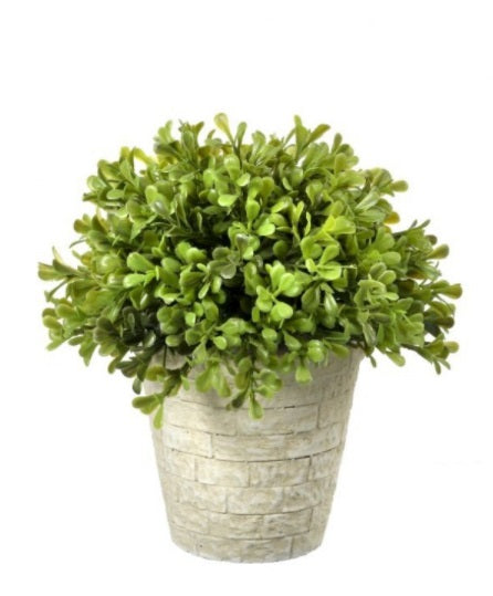 Spring Boxwood Dome