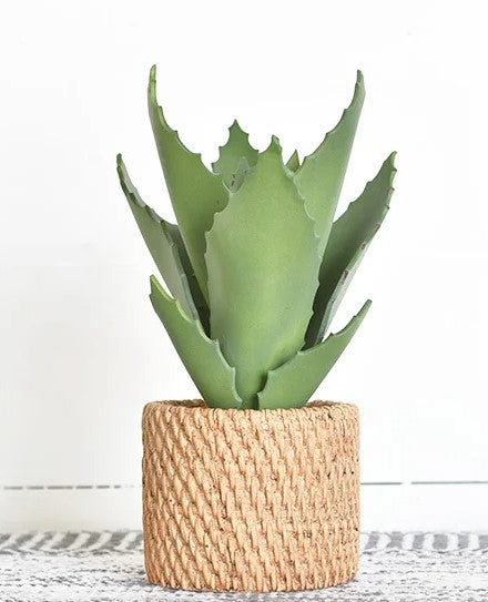 Aloe in Weave Pot