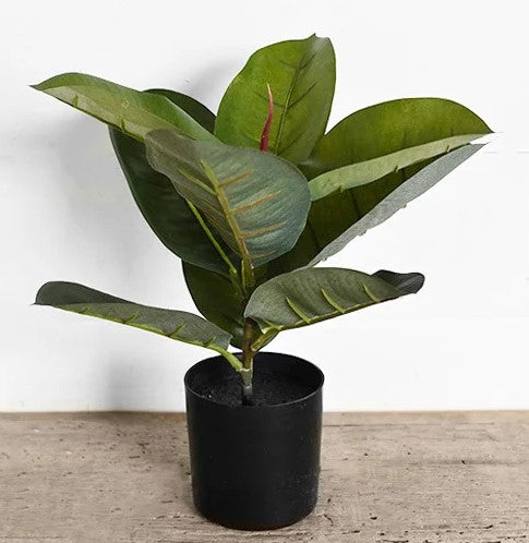 Ficus Tree in Black Pot