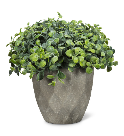 Green Teardrop Leaf in Pot