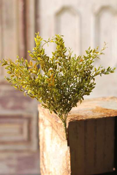 Lemon Bush Sprig