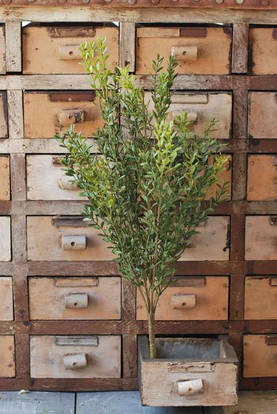 New England Boxwood Bush - 19"