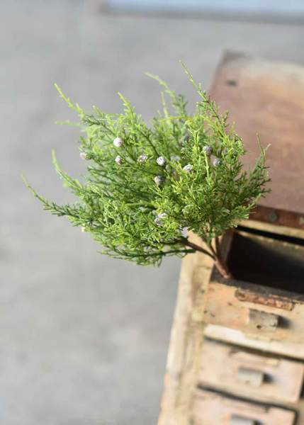 Creeping Cedar Bush