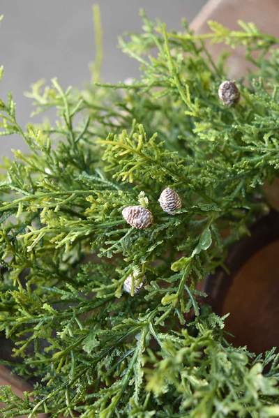 Creeping Cedar Bush