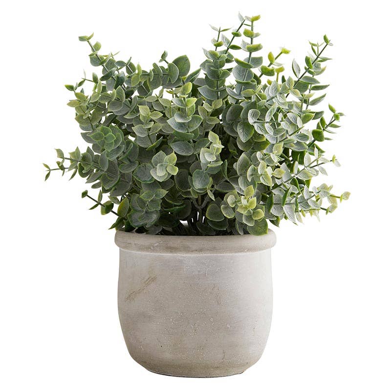 Eucalyptus In Matte Pot