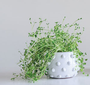 Raised Dot Terracotta Planter
