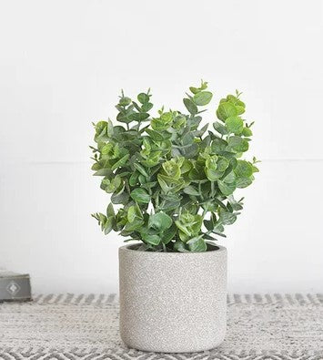 Eucalyptus in Speckled Pot