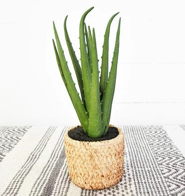 Aloe in Weave Pot