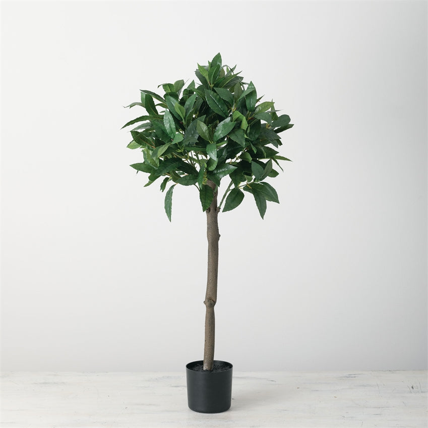 Large bay Tree