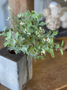 Happy Harmony Bush