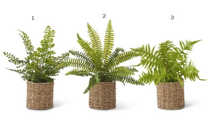 Ferns in Woven Basket