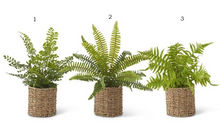 Load image into Gallery viewer, Ferns in Woven Basket
