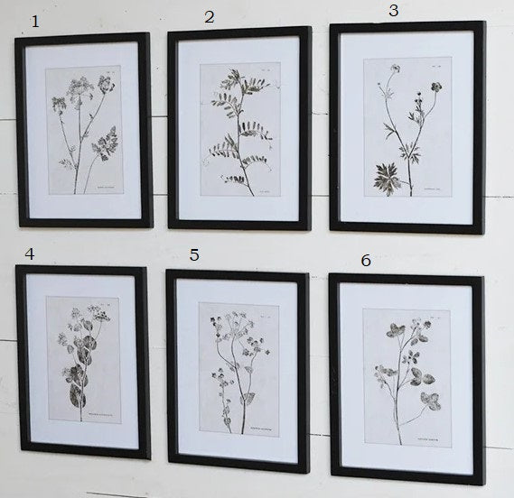 Modern Framed Botanical Prints