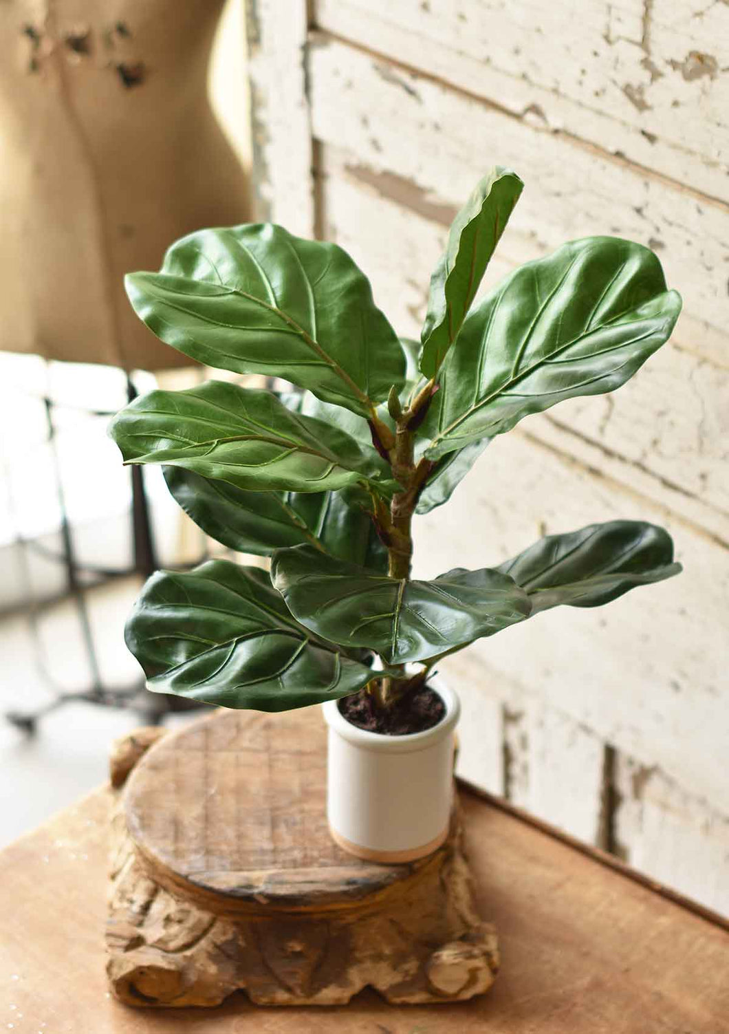 Potted Fiddle Leaf Fig - 23