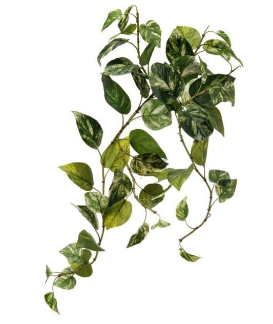 Pothos Bush