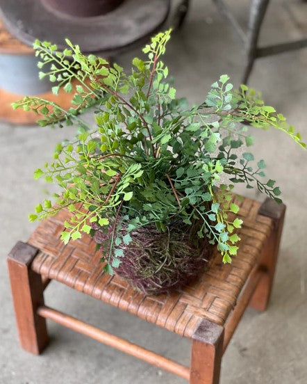 Nested Maiden Hair Fern