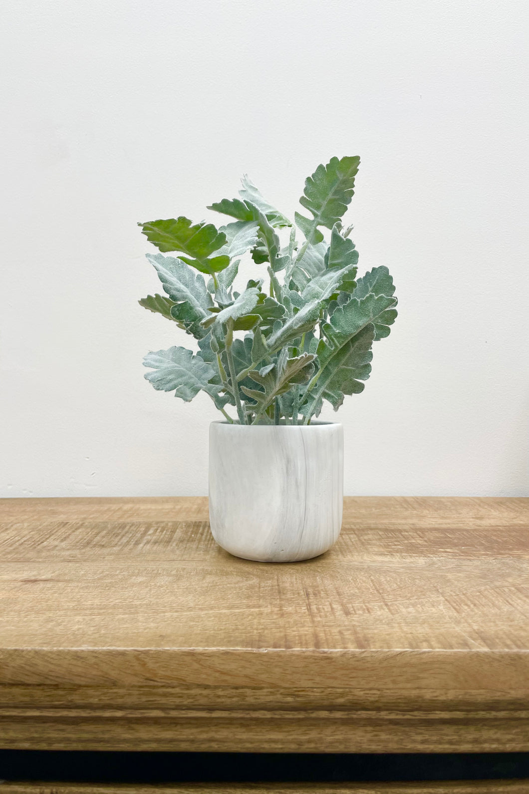 Plant in Marble Pot