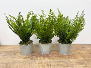Assorted Ferns in Metal Pot