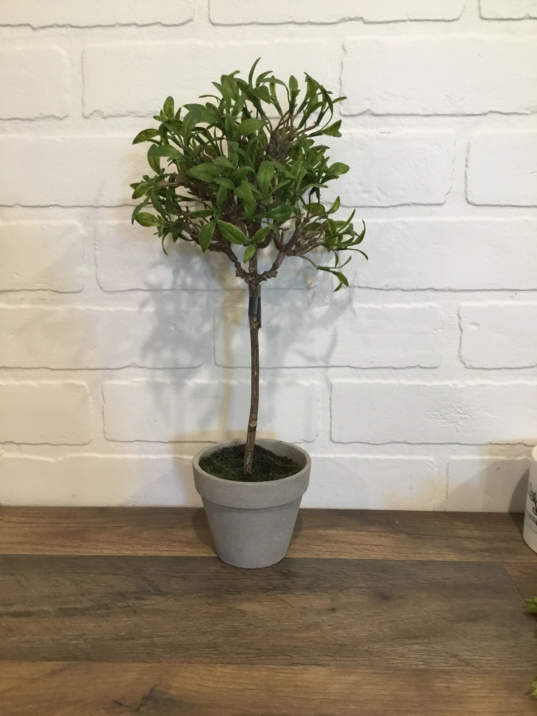 Tall potted tree