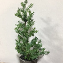 Load image into Gallery viewer, Tall Pines in Gray Pot

