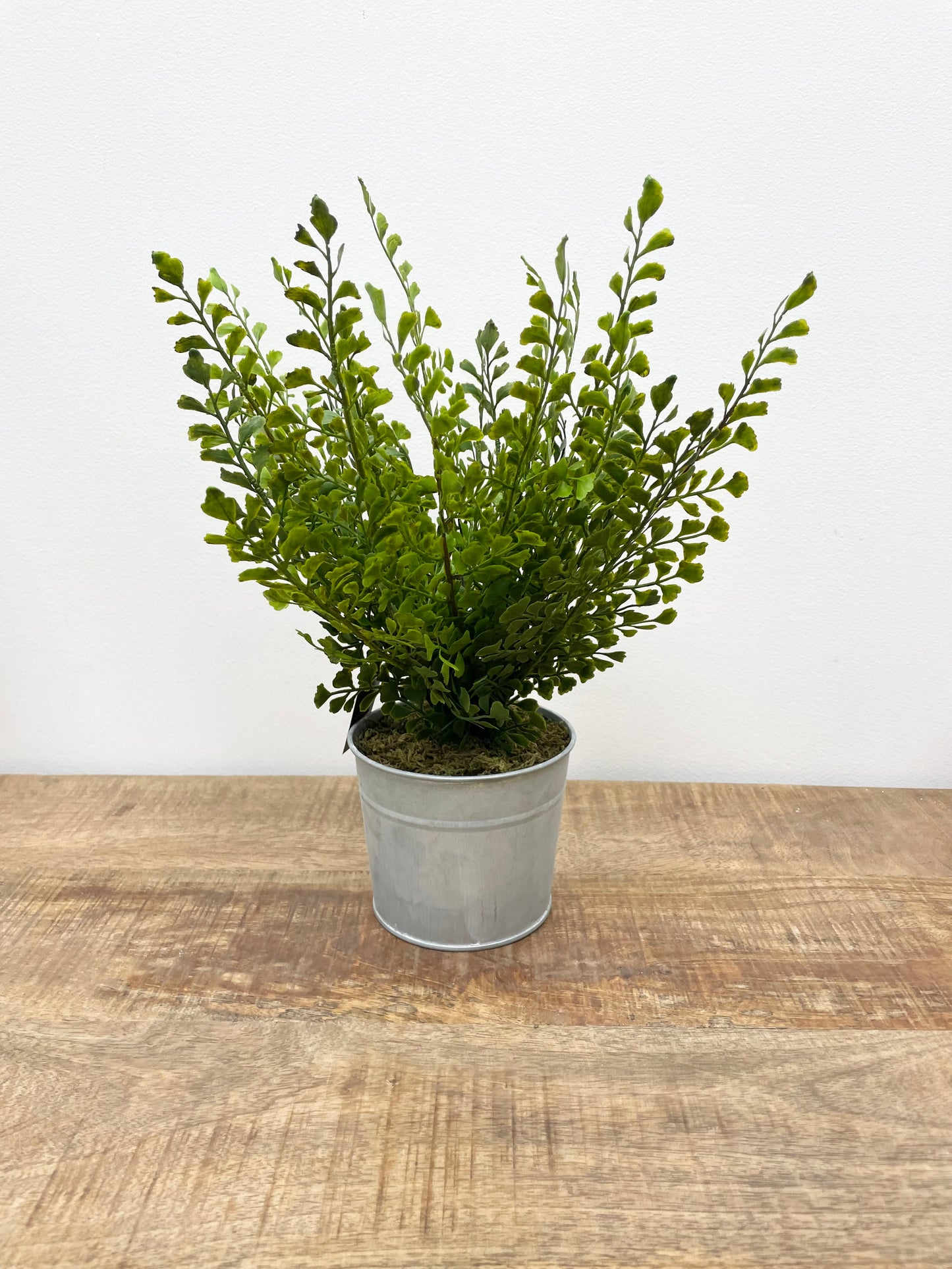 Assorted Ferns in Metal Pot