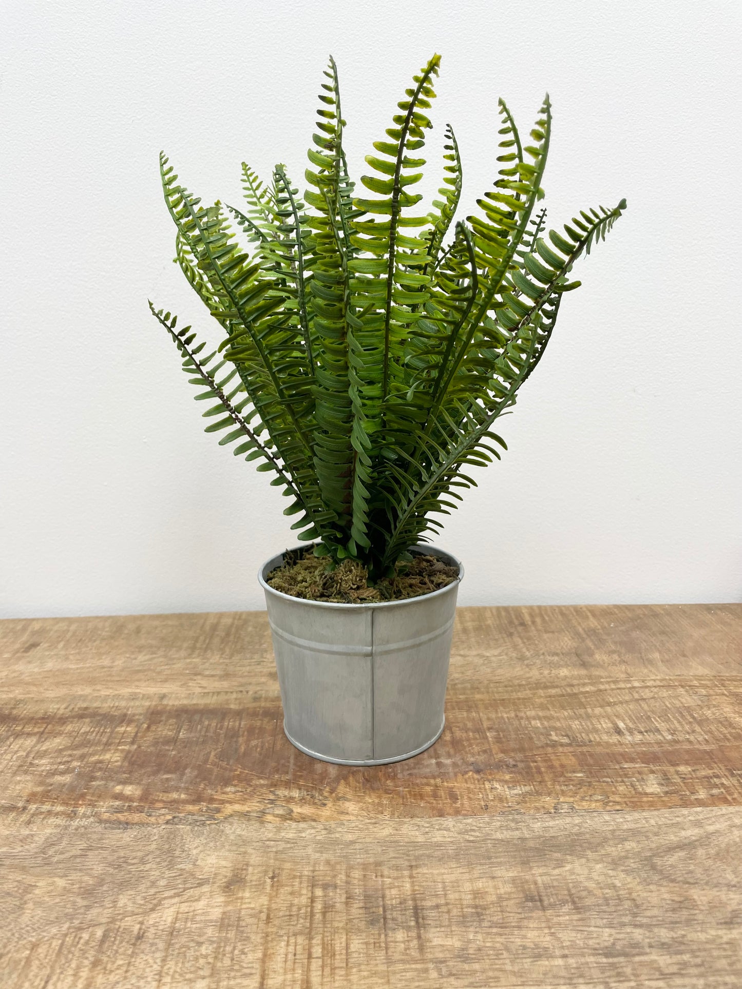 Assorted Ferns in Metal Pot