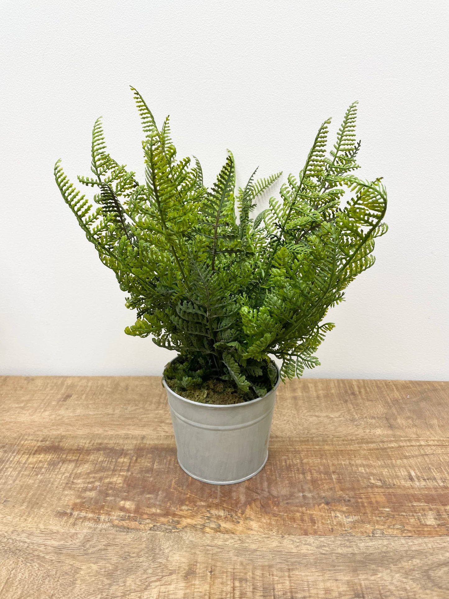 Assorted Ferns in Metal Pot