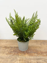 Load image into Gallery viewer, Assorted Ferns in Metal Pot
