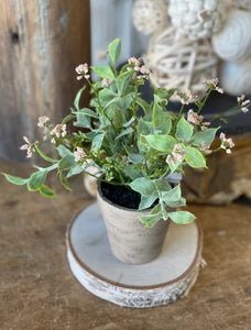 Pink Happy Harmony in Pot