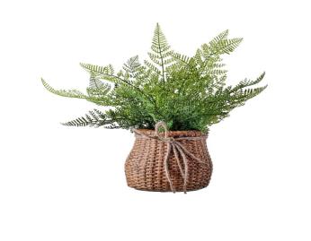 Green Lace Fern In a Cement Basket