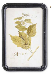Leaf Foliage Prints with Black Wood Frames