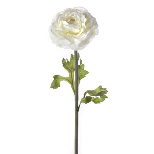 White Ranunculus Stem