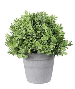 Everyday Green Potted Plant